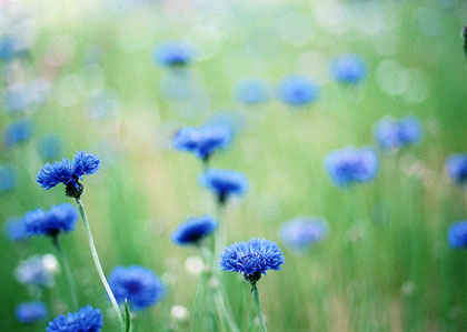 blue-flowers