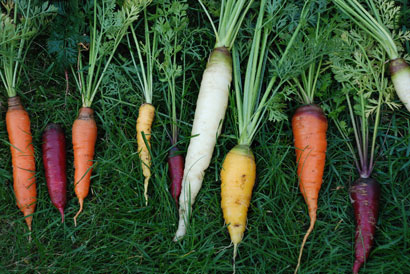 1001-carrots