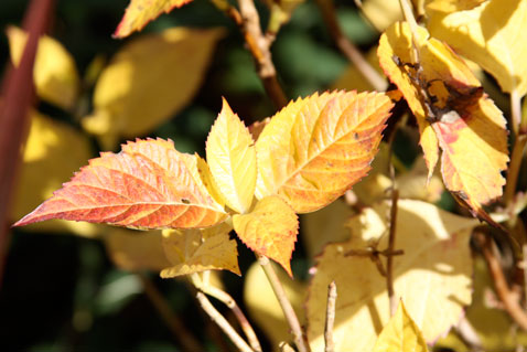 last-of-fall-hydrangea-leaf