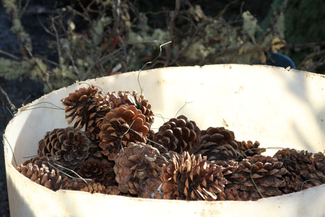 tree-farm-pine-cones