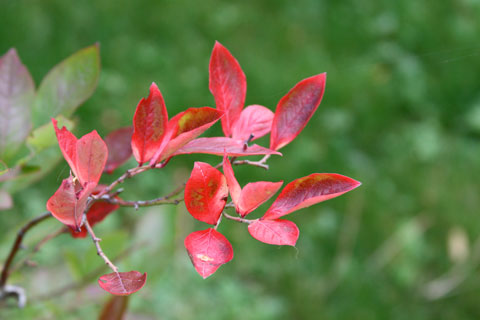 1010-blueberry 1010-blueberry