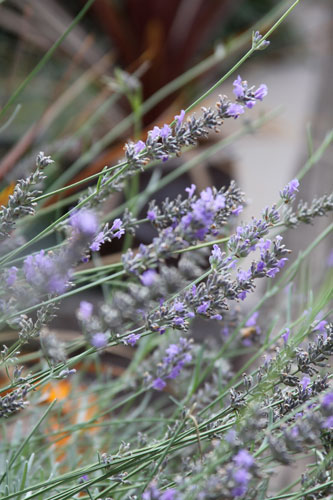 1010-lavender 1010-lavender