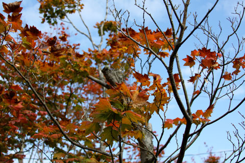 1010-neighbor-tree 1010-neighbor-tree