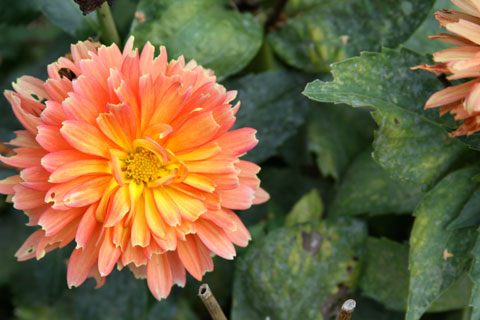 1010-orange-dahlia