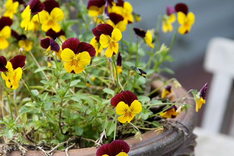 1010-pansies 1010-pansies