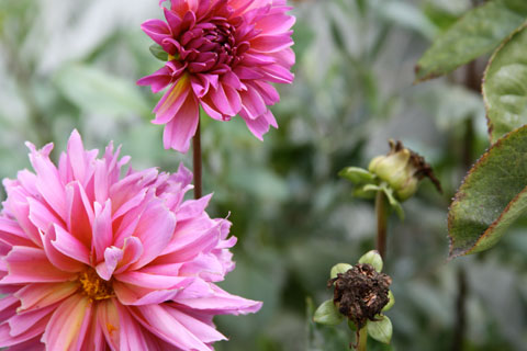 1010-pink-dahlas 1010-pink-dahlas