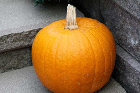 1010-pumpkin 1010-pumpkin