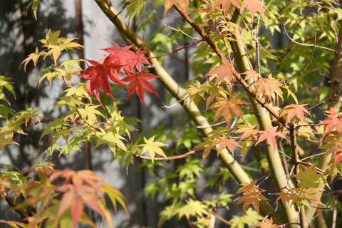 1010-red-leaf-tree 1010-red-leaf-tree