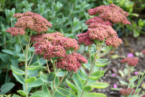1010-sedum 1010-sedum