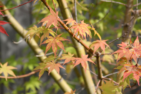 1010-speckled-leaf-close-up 1010-speckled-leaf-close-up