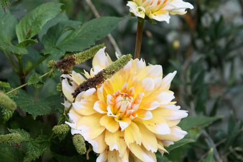 1010-white-dahlia 1010-white-dahlia