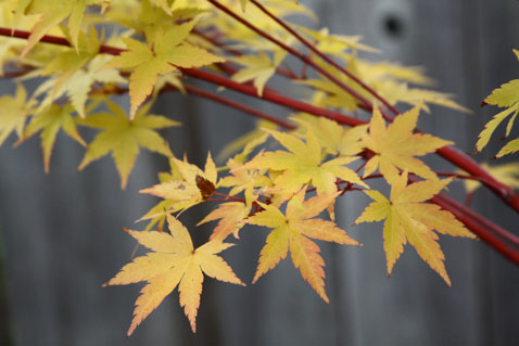 1022-leaves-1 1022-leaves-1