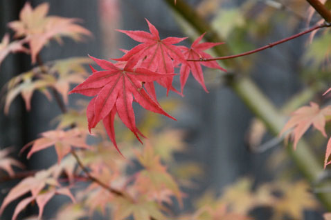 1022-leaves-2 1022-leaves-2