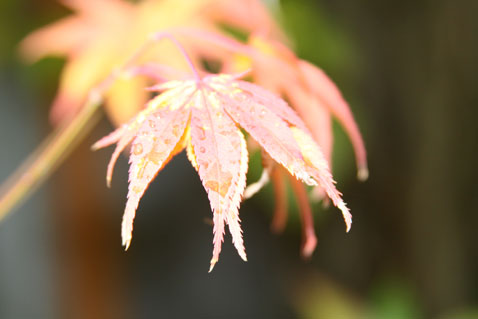 1022-leaves-3 1022-leaves-3