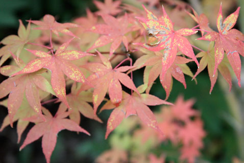 1022-leaves-4 1022-leaves-4