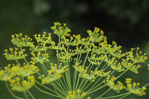 greenflower greenflower