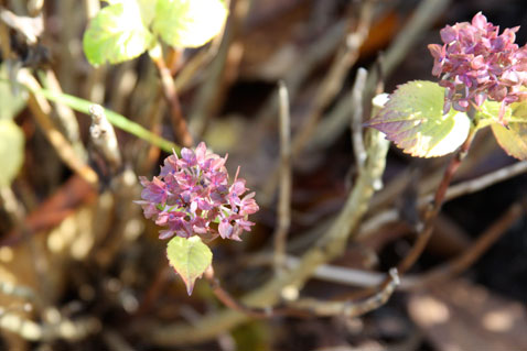 last-of-fall-hydrangeas