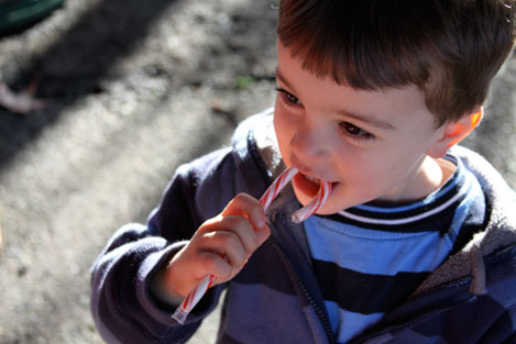 tree-farm-candy-cane-1 tree-farm-candy-cane-1