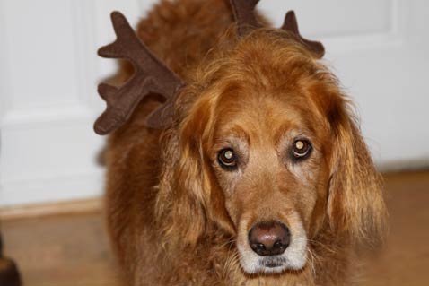 dec-santa-doggy