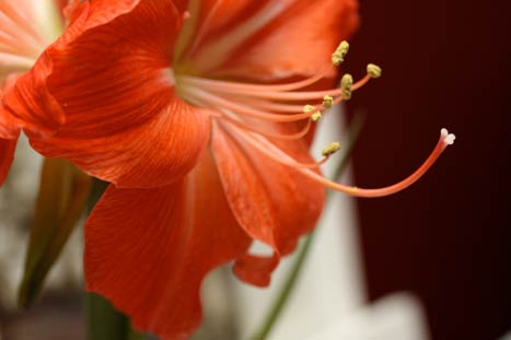 flower-2